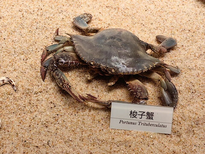 左侧为三疣梭子蟹(Portunus trituberculatus)标本,背部具三个明显疣状突起,前侧缘具锯齿状结构;右侧为锈斑蟳(Charybdis feriatus),甲壳呈红褐色,表面布满不规则锈色斑纹,整体更为圆润厚重。两者体型相近但形态特征差异显著。 梭子蟹与石蟹分类对比图
