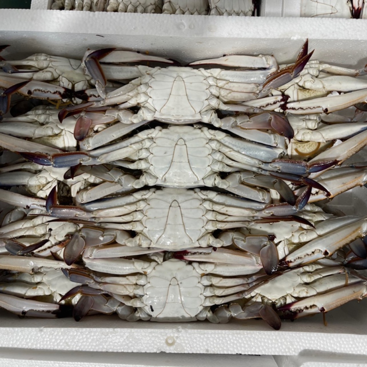 远海梭子蟹保存方式示意图