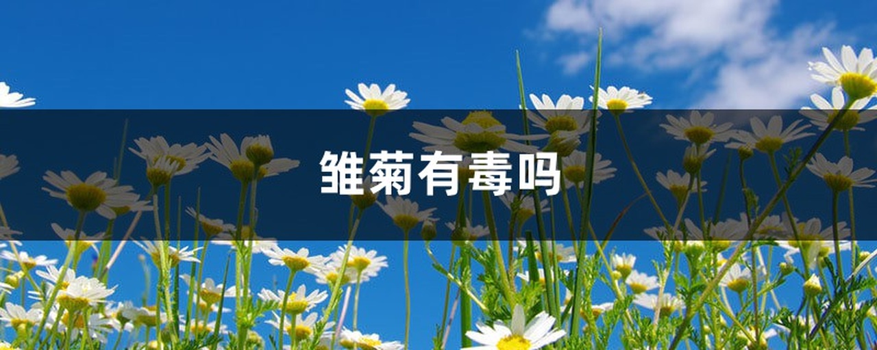 野菊花盛开在山坡草地上