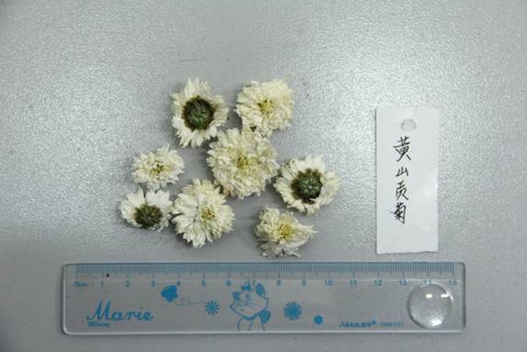 贡菊花种植基地