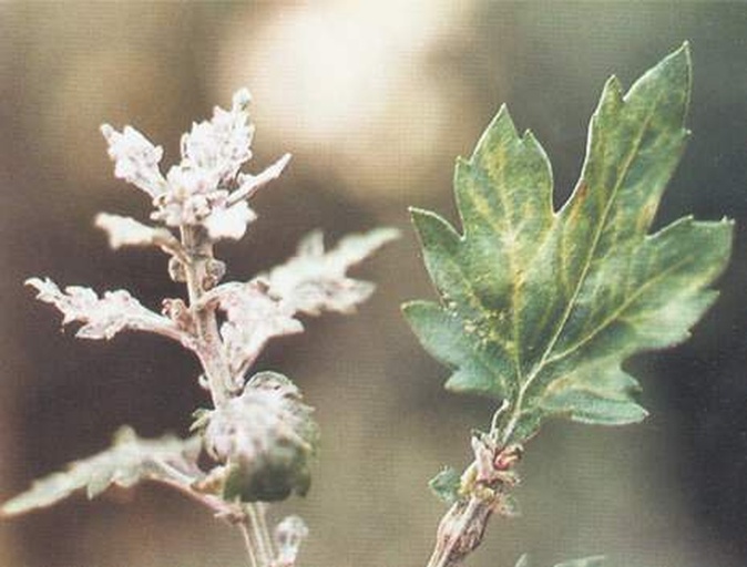 展示野菊花叶片上的蚜虫群集、白粉病斑块、根部腐烂症状等典型病虫害图像,附有中文标签说明及防治建议 野菊花常见病虫害识别图谱