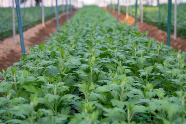 一株健康的野菊花幼苗,植株高度约10厘米,茎秆直立呈绿色,叶片对生、边缘有锯齿、颜色深绿有光泽;根部包裹着黑色疏松的营养土,可见白色须根外露;背景为温室育苗床,排列整齐的穴盘中生长着同批次幼苗 野菊花健康幼苗特写