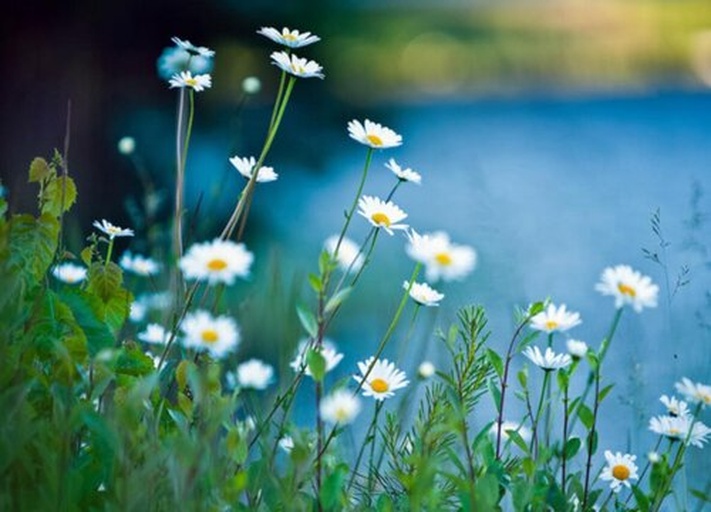 一群游客穿着春装在雏菊花田中的木质栈道上行走,有人手持相机拍摄,有孩子蹲下观察花朵。背景是整齐划一的雏菊种植区,远处可见指示牌和休息亭,整体画面充满生机与欢乐氛围 游客在雏菊种植基地中游览拍照