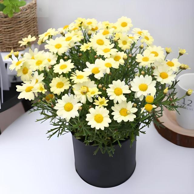 一株雏菊植株,部分叶片从边缘开始发黄,呈现不规则黄化斑块,叶脉仍保持绿色,整体植株略显萎蔫,背景为湿润土壤和半阴环境 雏菊叶片发黄特写