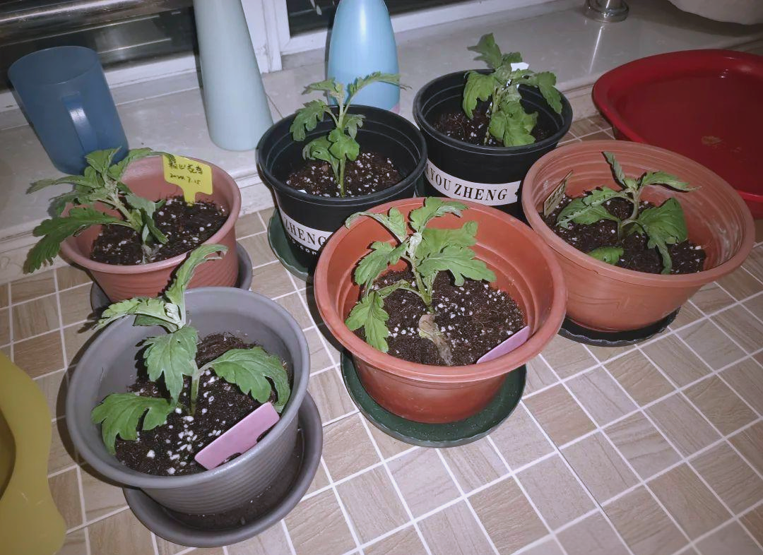 阳台盆栽果汁阳台盛开场景