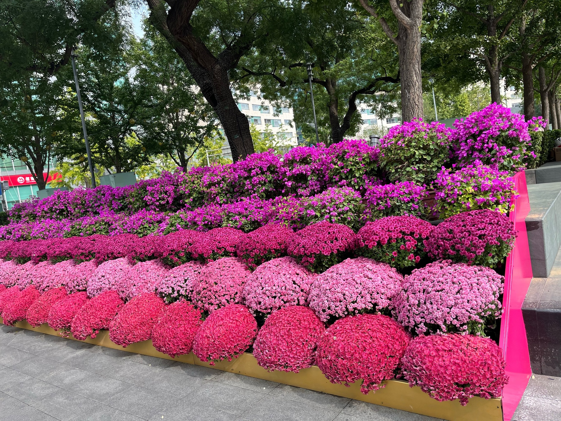 四季玫瑰在城市景观中的应用