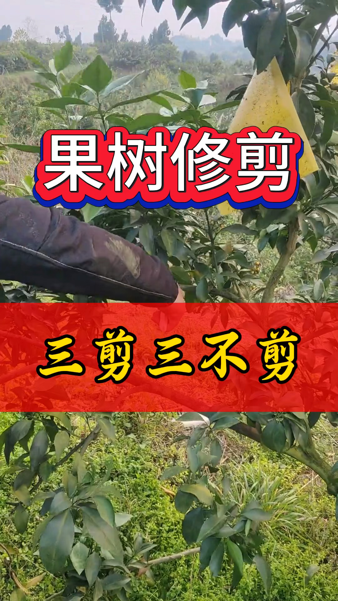 百香果四季修剪对比图