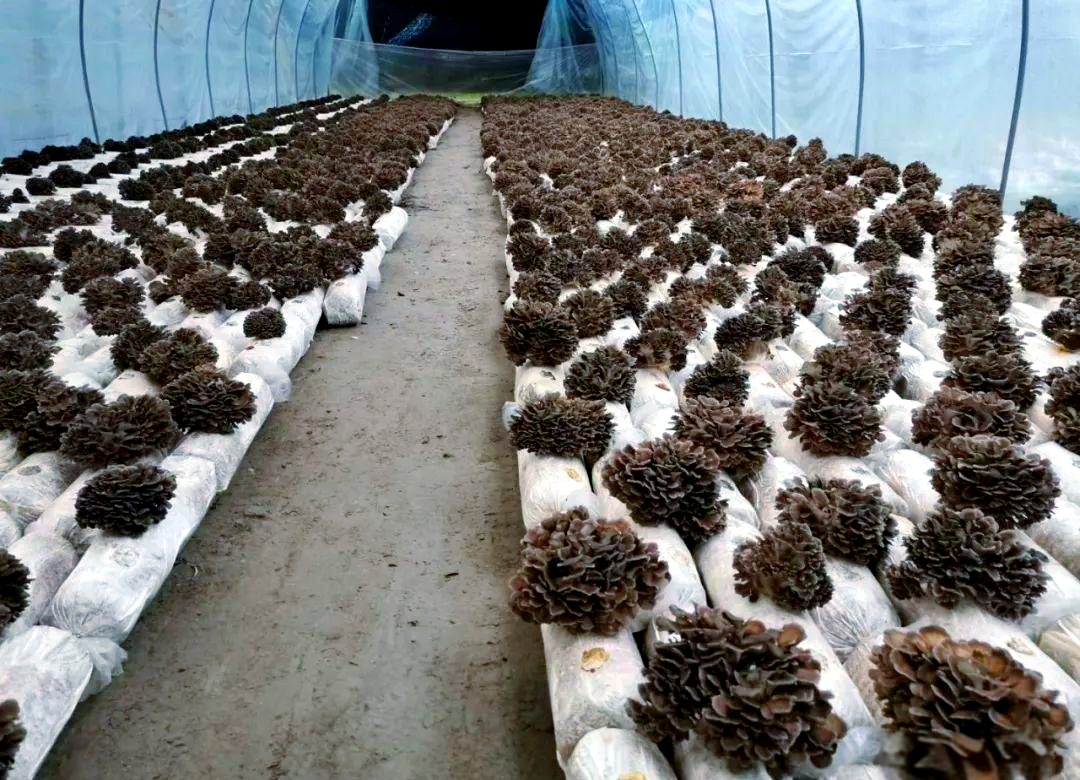一个宽敞的白色农业大棚内,整齐排列着数百个黑色塑料菌袋,每个菌袋上都有多个小孔,从中长出湿润乌黑的黑木耳耳片,地面铺设反光膜,空气中弥漫轻微水雾,显示高湿度环境 现代化黑木耳种植大棚内部场景