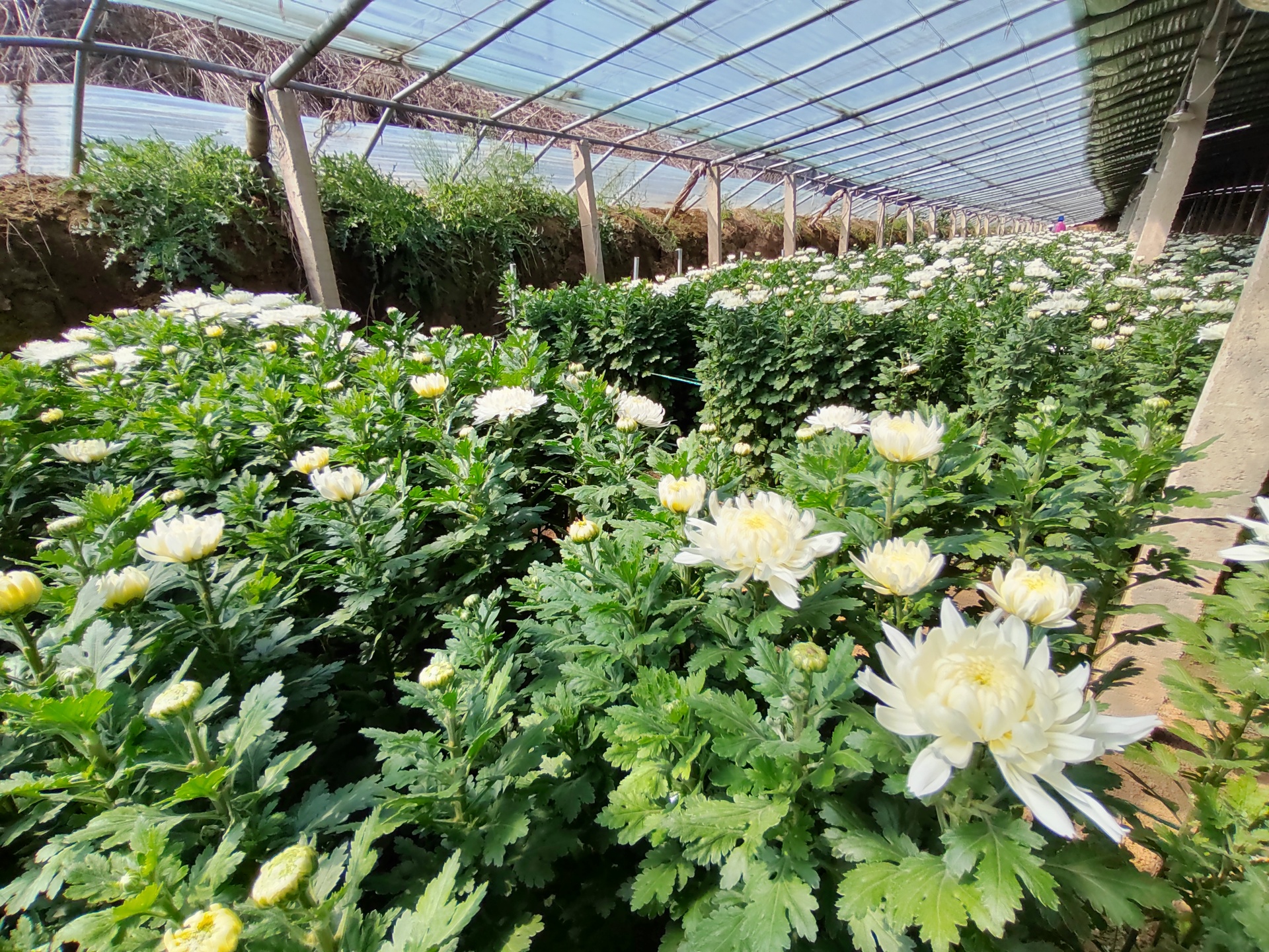 野菊花与甘菊花植株对比图