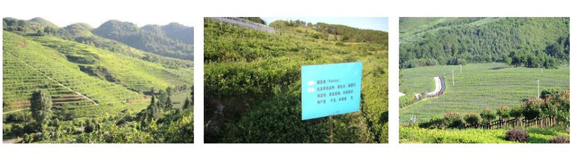 新疆雪菊胎菊核心产区地理分布图