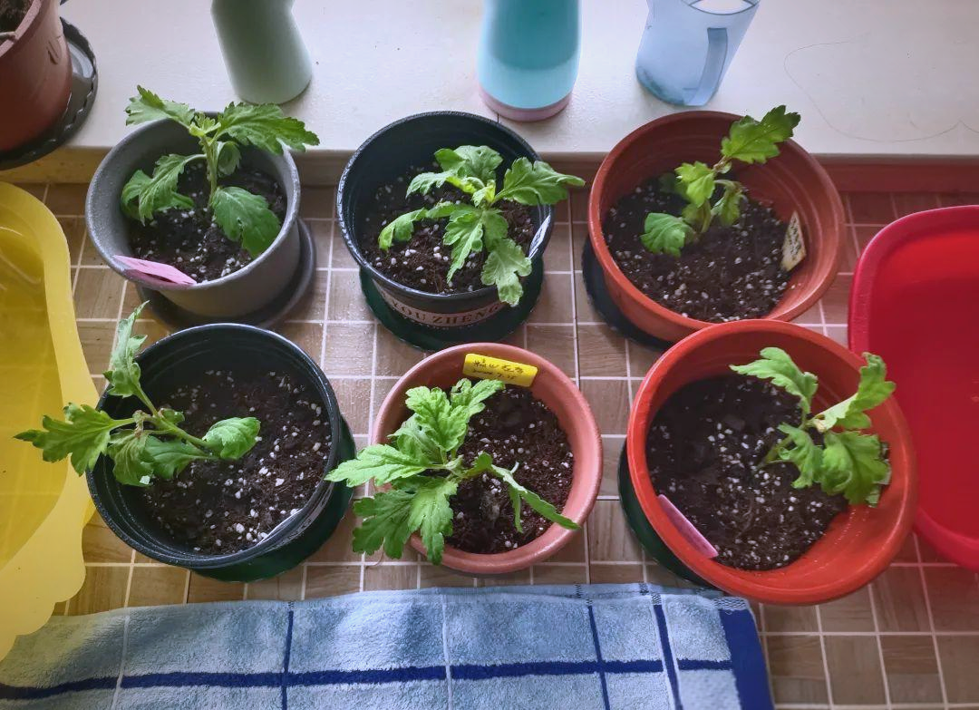 室内多种观赏植物对比图，百合与其他安全植物并列摆放