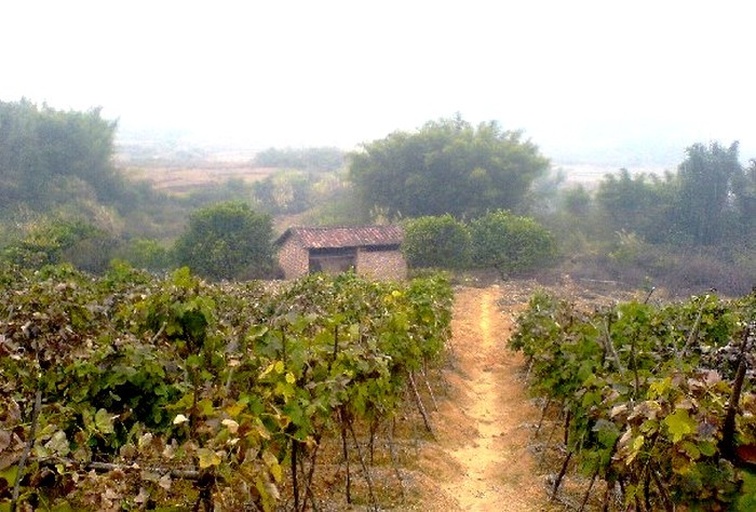 阳光玫瑰葡萄园全景