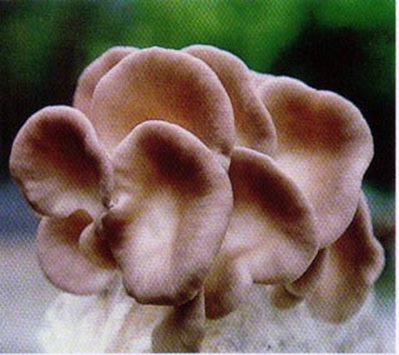 高清微距摄影:粉红平菇(Pleurotus djamor)新鲜采收状态,展示典型形态特征——粉红色菌盖由天然花青素形成,非人工着色;菌褶未开裂、无黄褐变,表明未老化;菌柄基部无泥土附着,符合绿色食品采收标准 粉红平菇新鲜子实体特写,菌盖呈均匀柔粉色,边缘微内卷,菌褶白色至浅乳白,菌柄短粗洁白色,背景为洁净白色托盘
