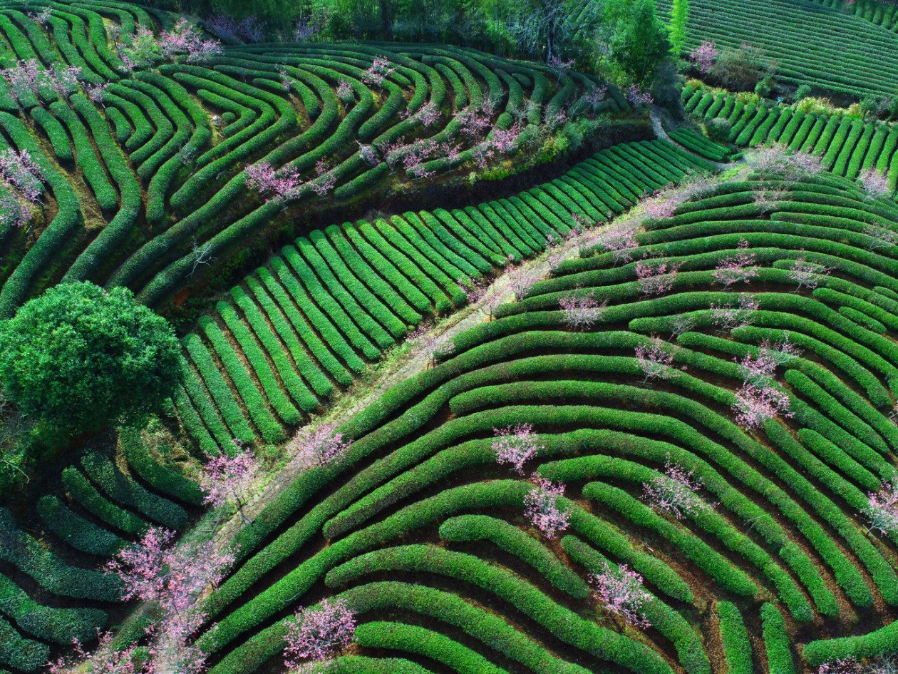 婺源高山梯田中的金丝皇菊种植基地全景