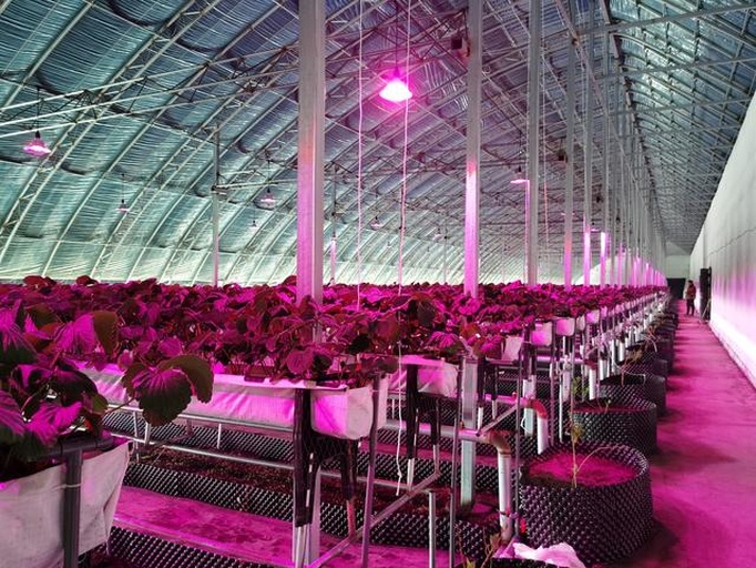 草莓温室冬季补光场景