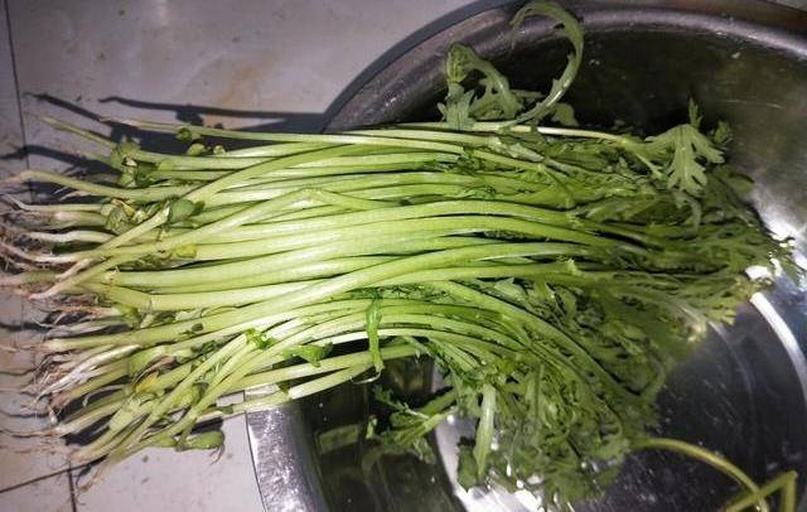 新鲜茼蒿实物图,叶片翠绿,茎部挺拔,适合晚餐烹饪 新鲜茼蒿实物图