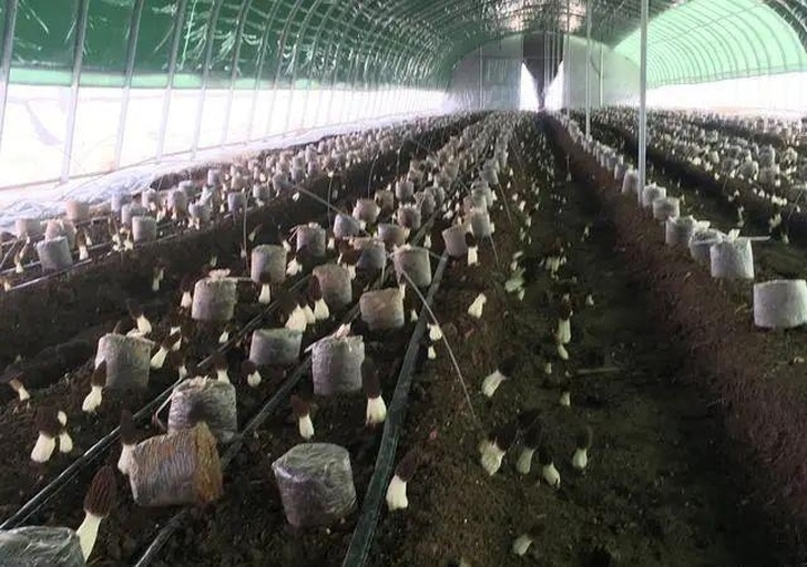 羊肚菌大棚内营养包铺设实景图