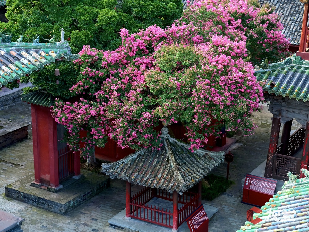 江南古典庭院中盛放的百年丹桂古树,展现典型丹桂花色(橙红)、花序(簇生)、香气特征(画面虽无声,但通过晨雾与蜂蝶环绕暗示浓郁芬芳),建筑元素强化地域文化属性 丹桂古树特写:一棵树龄超300年的老丹桂树,主干苍劲虬曲,枝头密布簇生的橙红色小花,花瓣微张,晨露未晞,背景为粉墙黛瓦的江南庭院