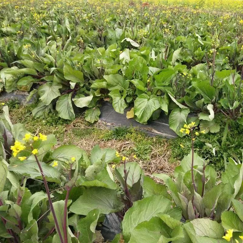 油菜田中野油菜与栽培油菜对比图