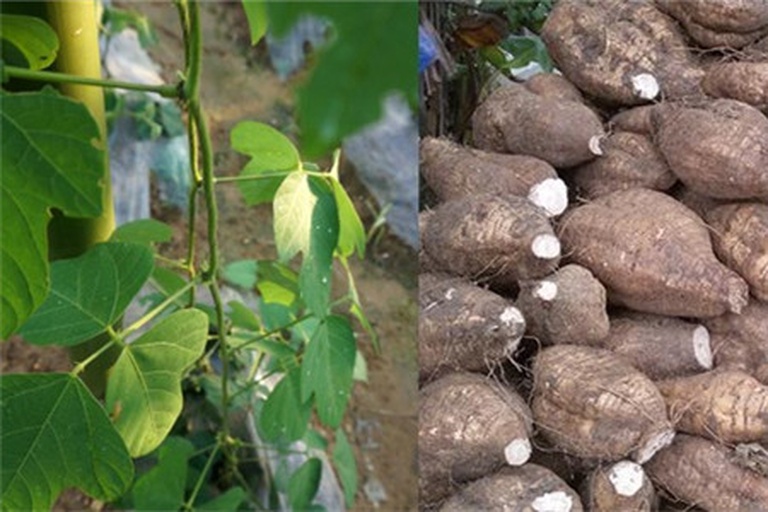 山药植株全貌