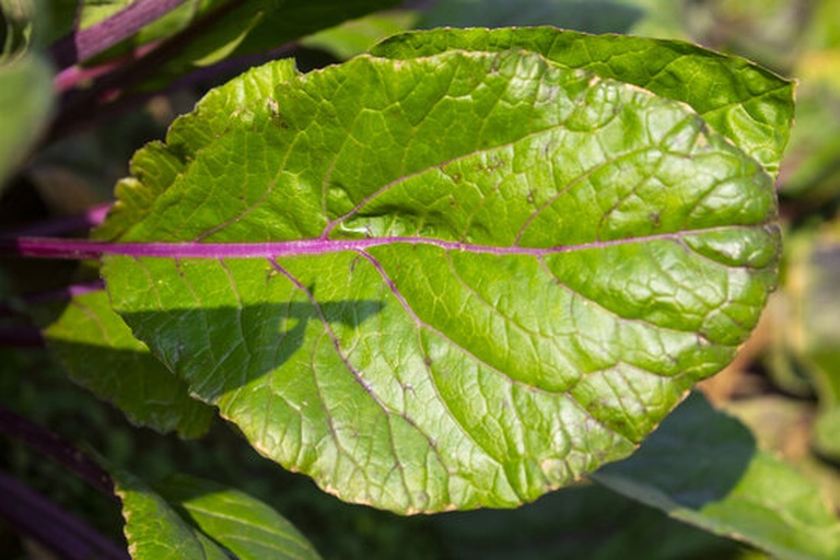 板栗南瓜不同生育期果实对比图