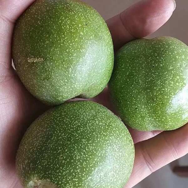 榴莲果柄与果刺对比图