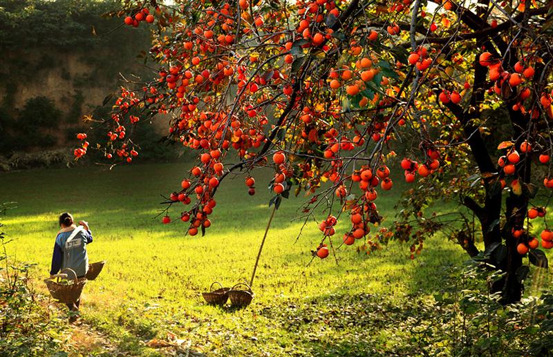 农户采摘罗田甜柿场景