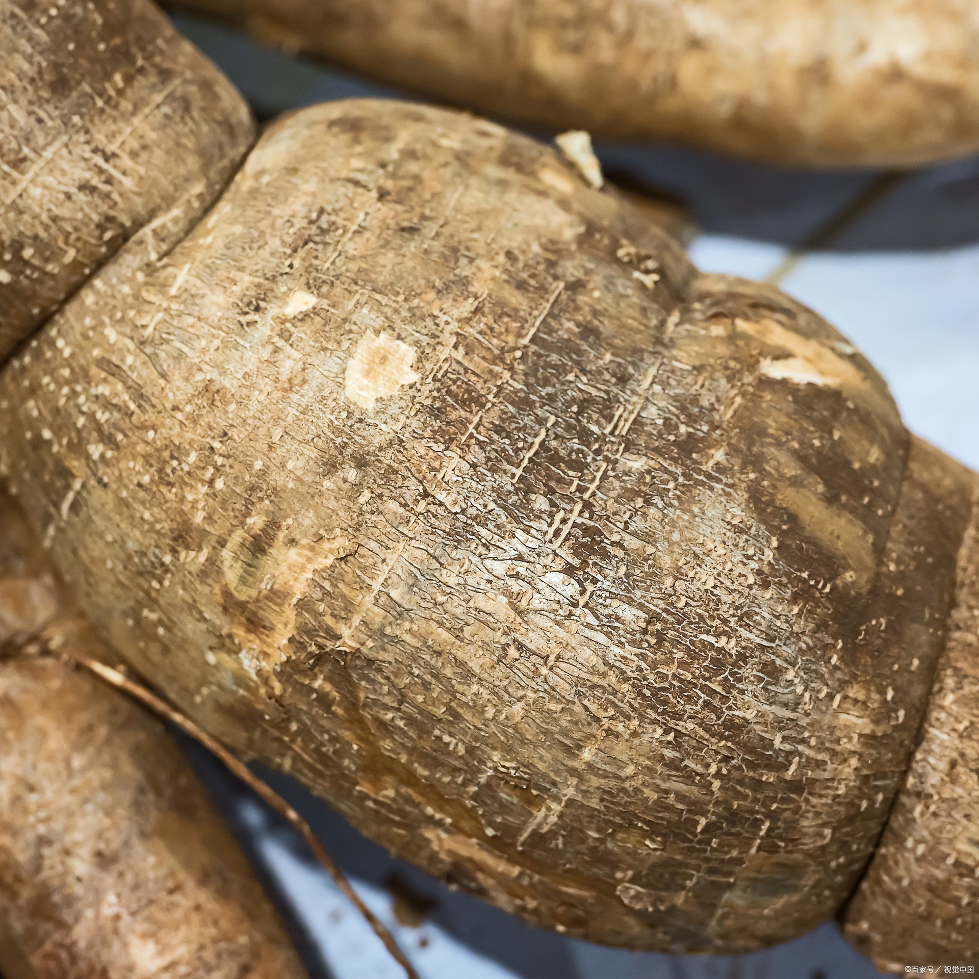 南瓜把子特写