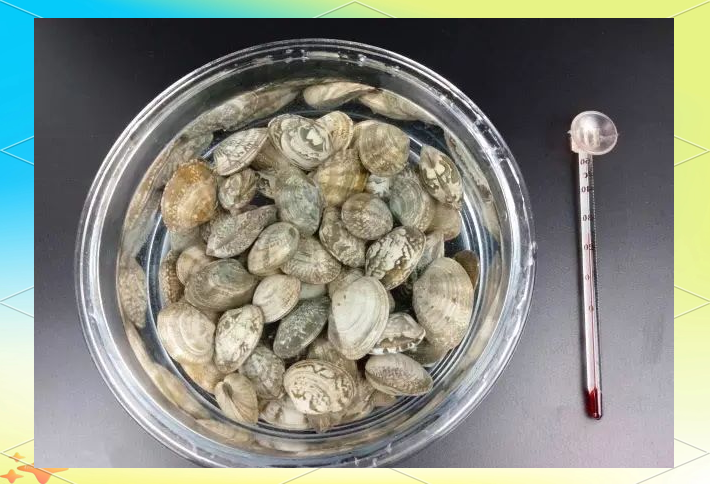 俯拍视角:白色瓷碗中浸泡着深褐色干海带丝,温水清澈微泛浅黄,可见少量细小气泡附着在舒展的丝条表面,旁边摆放不锈钢勺、玻璃量杯(标有40℃)、小盐勺和白醋瓶,背景虚化突出操作台洁净感 干海带丝温水盐醋复水过程特写