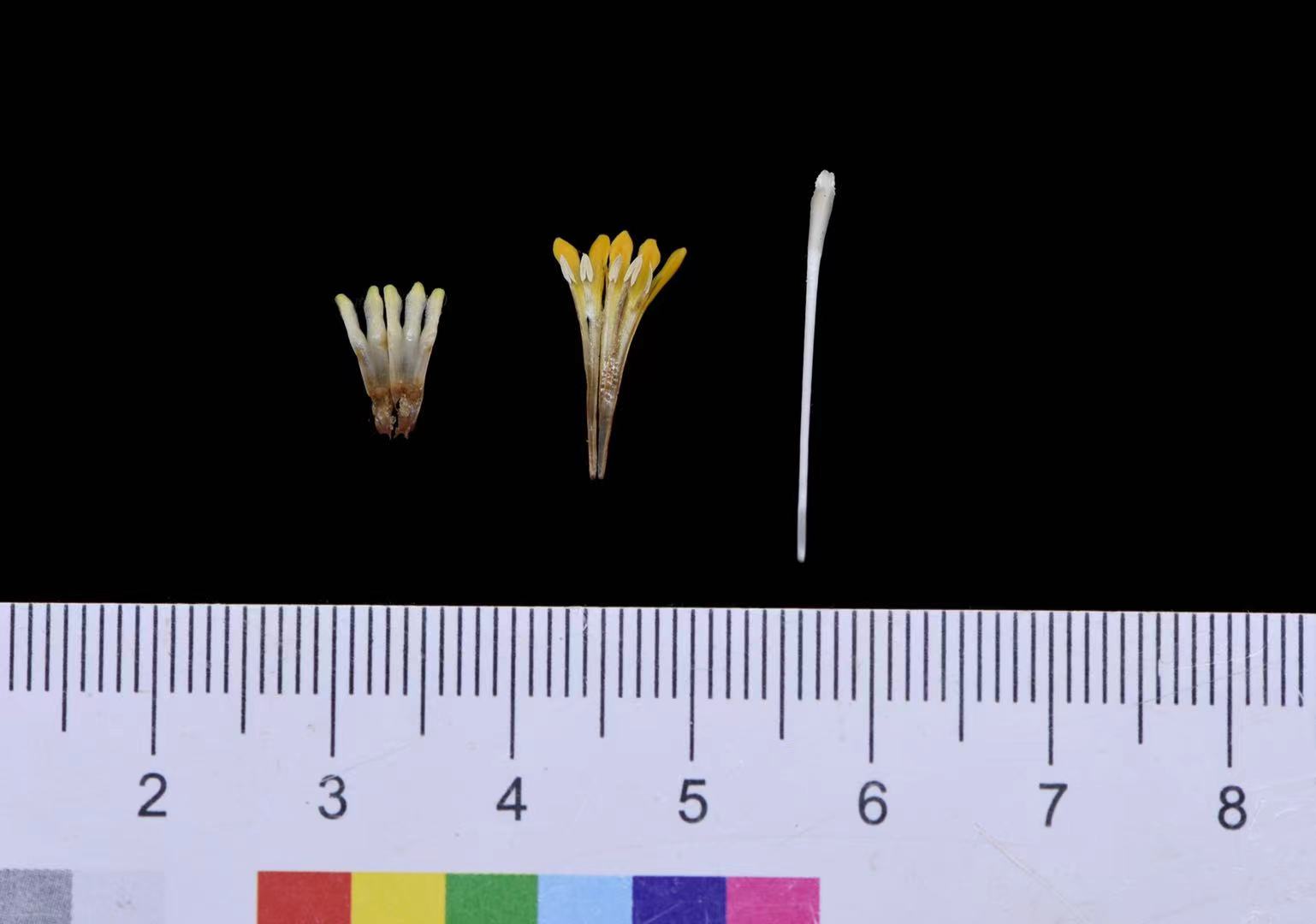 一张科学插图,展示桃花的纵向解剖结构:包括花萼、花瓣、雄蕊群、雌蕊(含柱头、花柱和子房),标注清晰,用于说明其典型的蔷薇科梅属花部特征 显微镜下的桃花解剖结构示意图