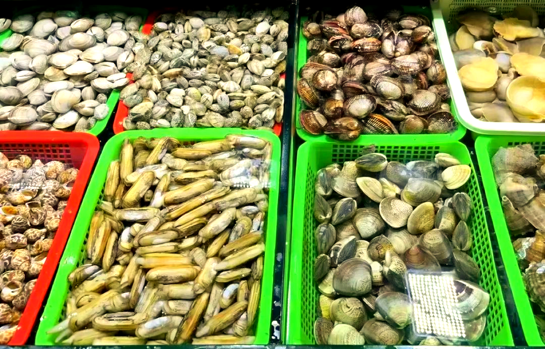 辽宁省丹东市东港市长山镇沿海滩涂,夕阳下渔民正在采收黄蚬子。画面中多名工人弯腰用特制耙具翻动沙土,露出埋藏的黄蚬子贝壳,部分已装入编织筐中。背景可见浅海水域和远处渔船,展现黄蚬子野生采捕的真实场景 黄蚬子产地实景图