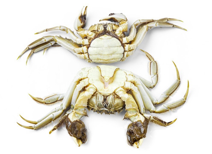 两只大闸蟹并列摆放,左侧为母蟹,腹部呈尖脐圆形,内部可见橙黄色蟹黄;右侧为公蟹,腹部为三角形,内部有白色蟹膏。背景为竹篮与荷叶,体现传统大闸蟹包装风格 大闸蟹雌雄对比图