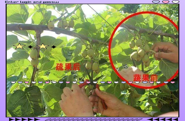 猕猴桃外观对比图