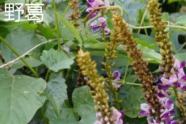 粉葛与野葛植株对比图