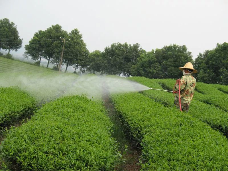 草铵膦定向喷雾作业实景