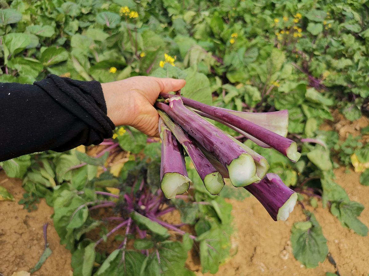 湖南紫菜苔采收现场,农民正在田间采摘新鲜紫菜苔,背景为成片种植的紫色菜苔,色泽鲜艳 湖南紫菜苔采收现场图