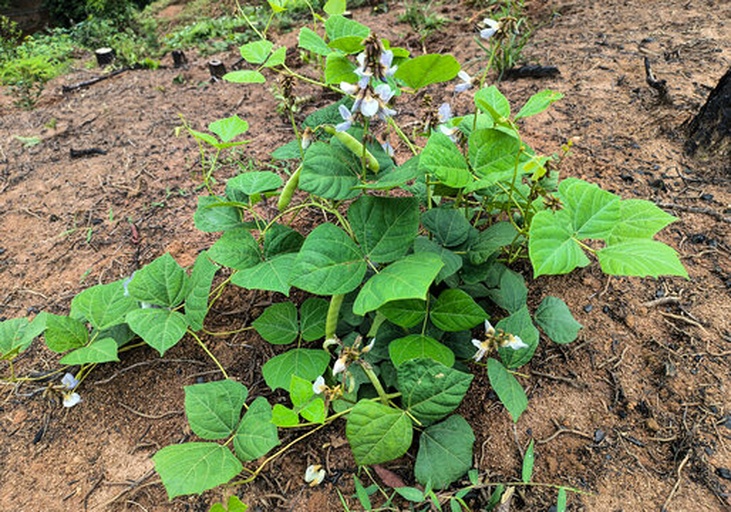 野大豆植株特写