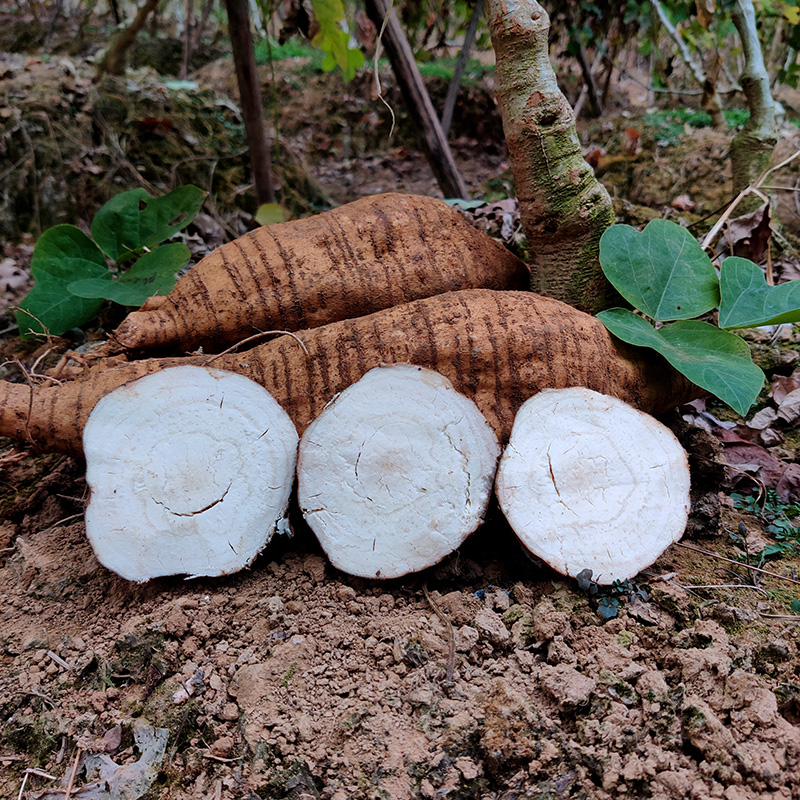 葛根与葛根藤植株对比图