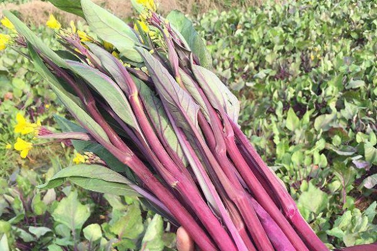 红菜苔田间生长实景图