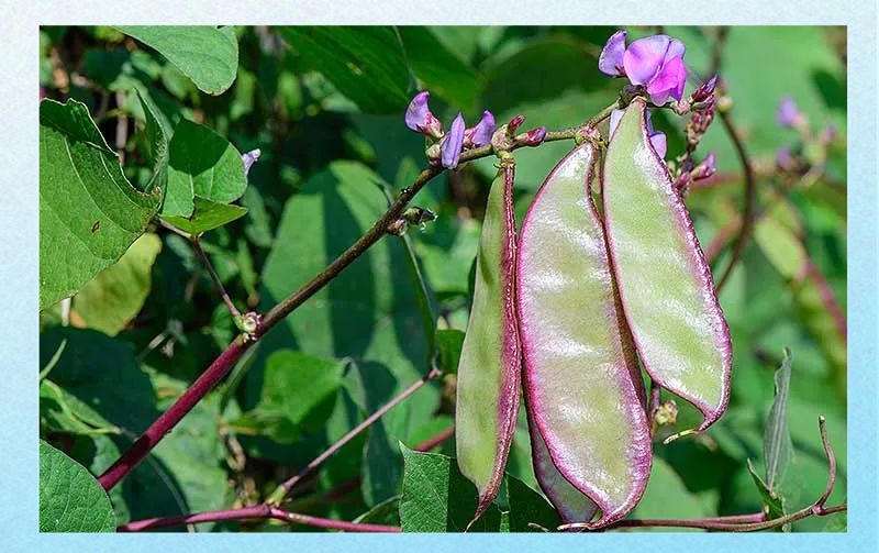 红花扁豆植株,展示其紫色花朵与豆荚生长状态 扁豆植物整体图