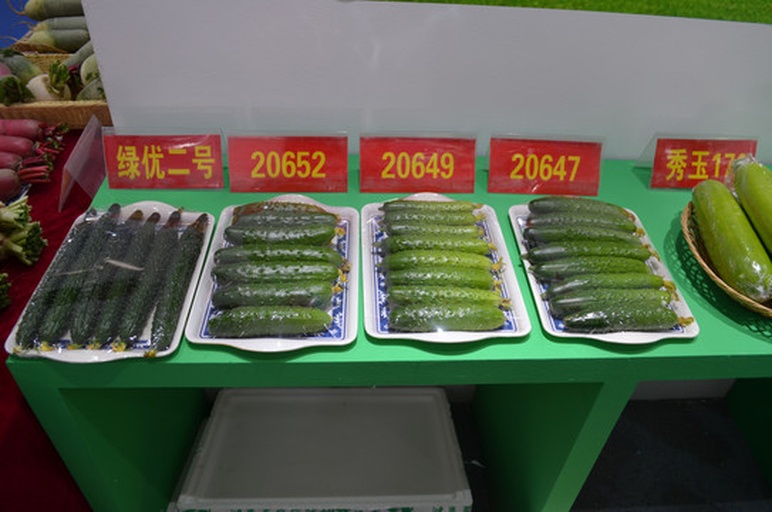 展示不同品种的小黄瓜,包括津优1号、粤秀1号和京研迷你1号 小黄瓜品种展示