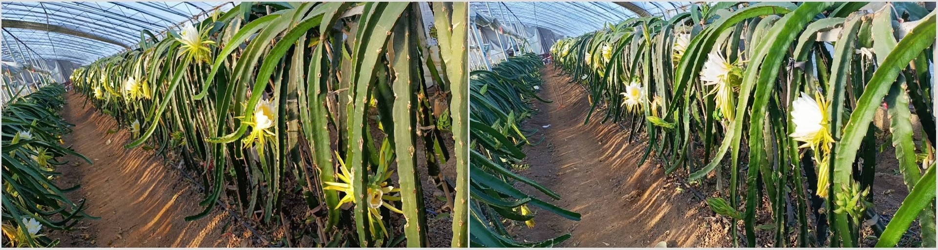 龙沙宝石在温室大棚中种植的场景,整齐排列的植株,绿叶与花苞交相辉映,体现现代农业种植的高效与规范 龙沙宝石在温室大棚中种植的场景