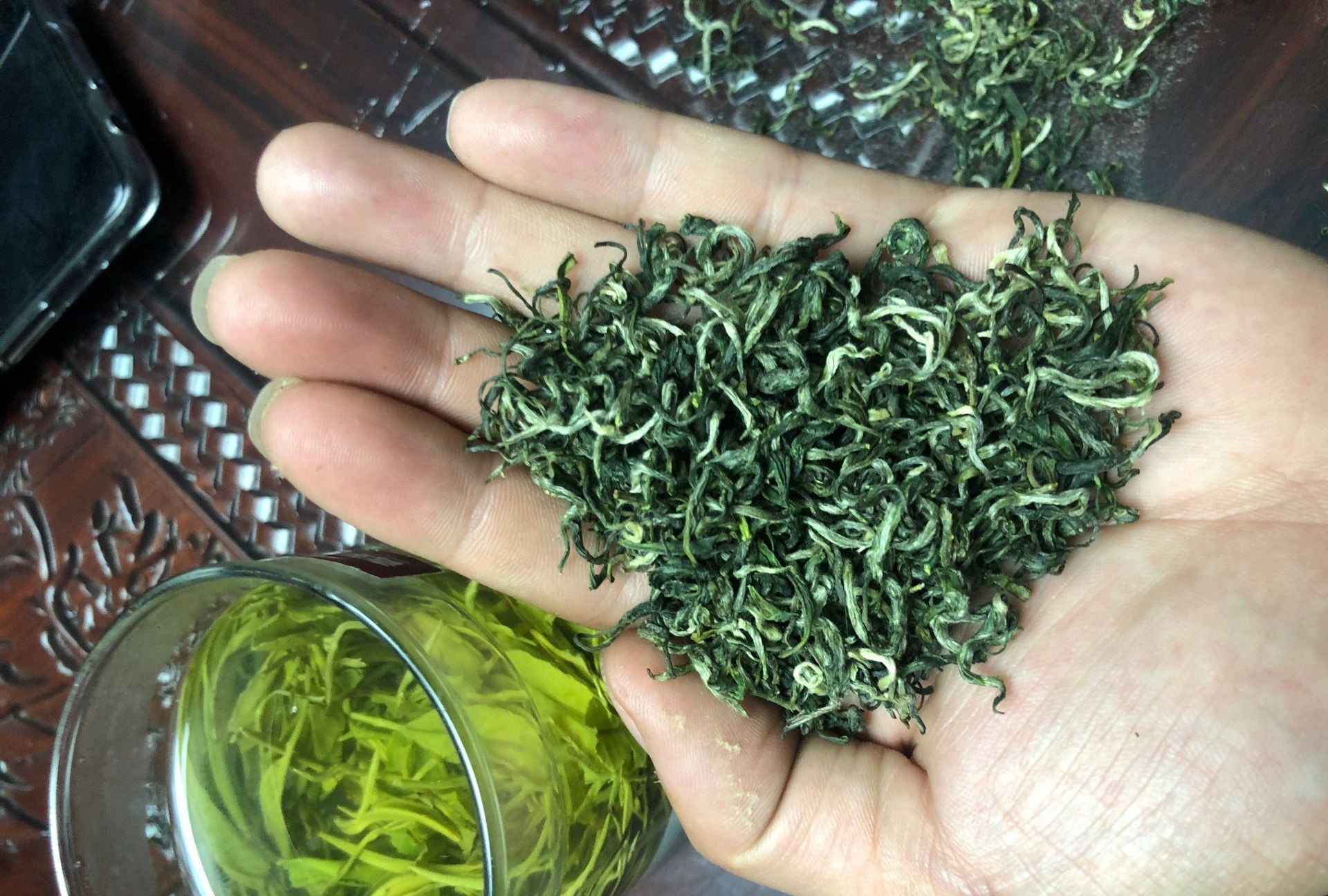 侧柏叶鲜品与干品冲泡对比图