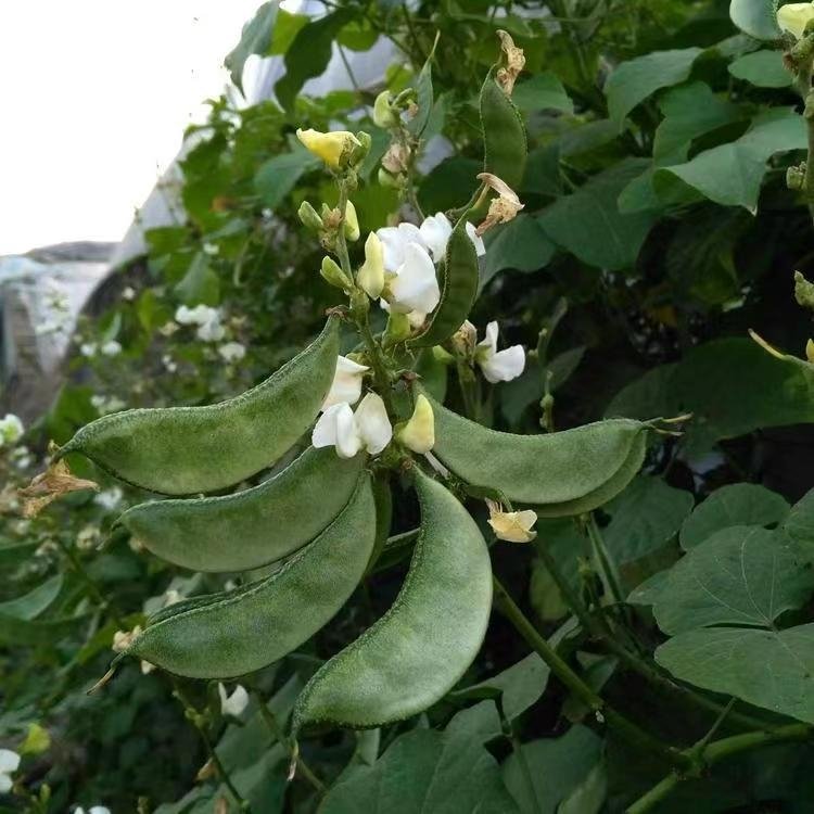 白扁豆花特写