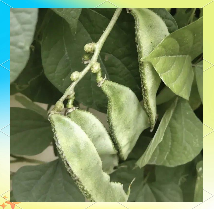 扁豆植株与豆荚特写