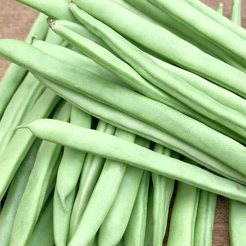 新鲜绿色四季豆整齐排列,表面光滑有光泽,背景为田园菜地,突出其天然农产品属性 四季豆特写
