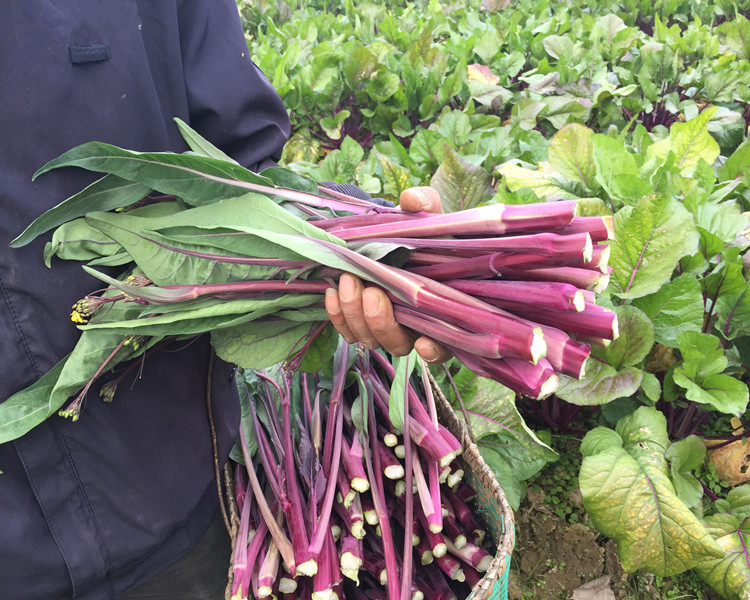 红菜苔采收与分级包装现场