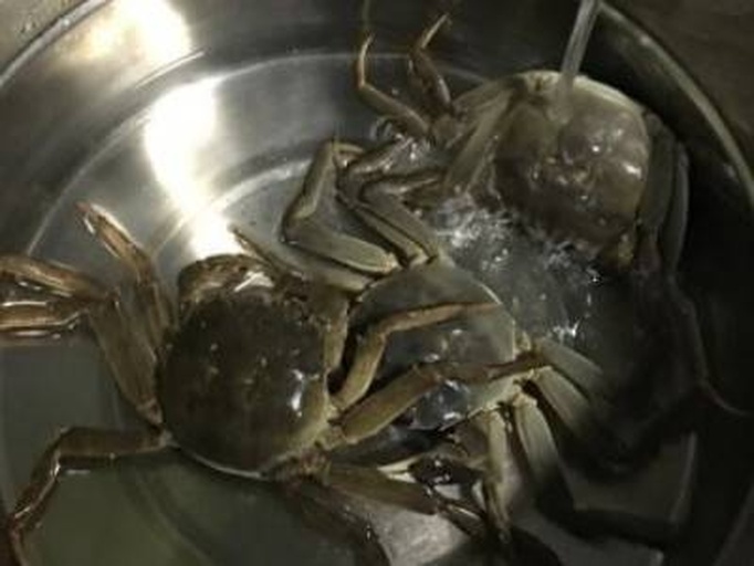 大闸蟹吐泡泡的现场观察