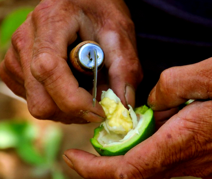 一名身穿浅色围裙的中年女性正在木质砧板上用不锈钢刀切开一个国光苹果,刀刃切入瞬间露出乳白色致密果肉,背景为传统中式厨房,灶台上有瓷碗和老式茶壶,画面温馨怀旧 一位中年女性在厨房切开国光苹果的特写镜头