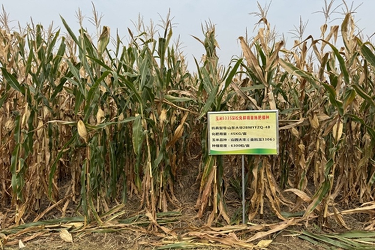 沃玉3号大喇叭口期田间管理现场